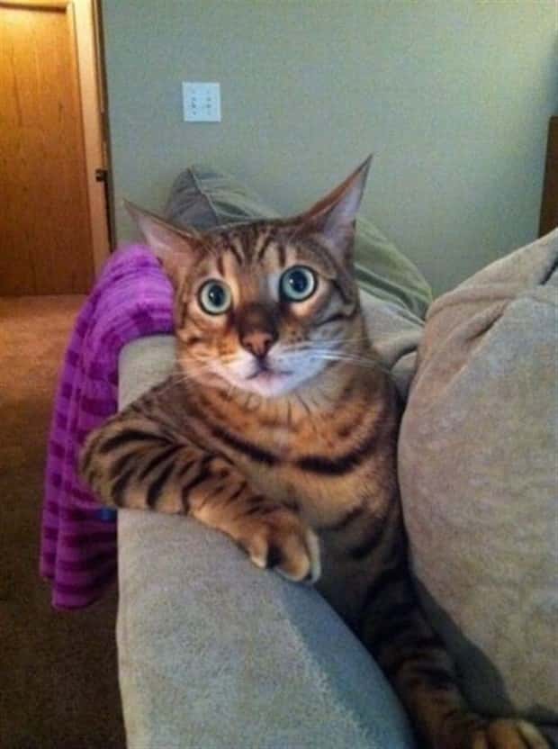 funny animals (9)