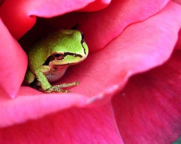funny animals (9)