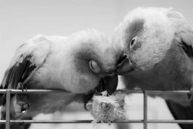 funny animals (9)