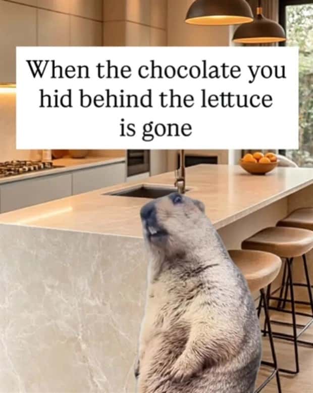 funny memes (4)