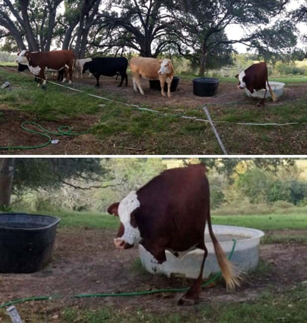 funny panorama images (3)