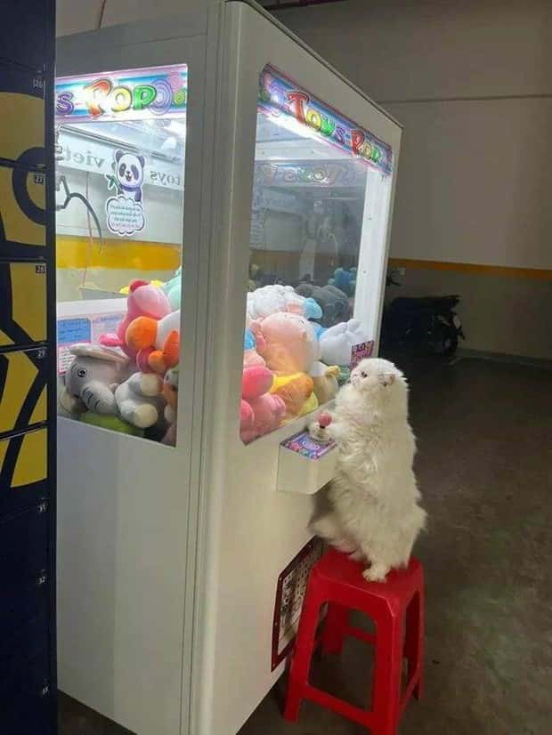 funny photos klyker (18)