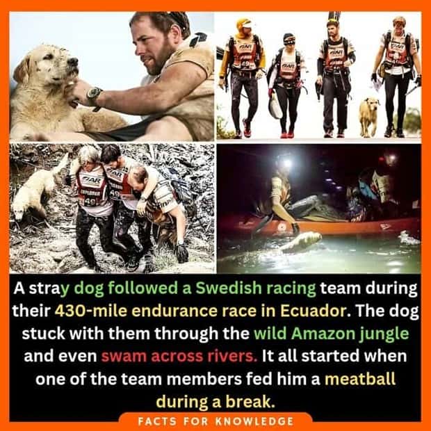 interesting facts (4)