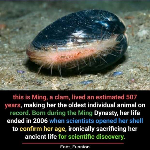 interesting facts (5)