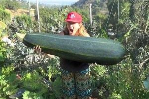 Klyker Picdump #2078 (43 photos)