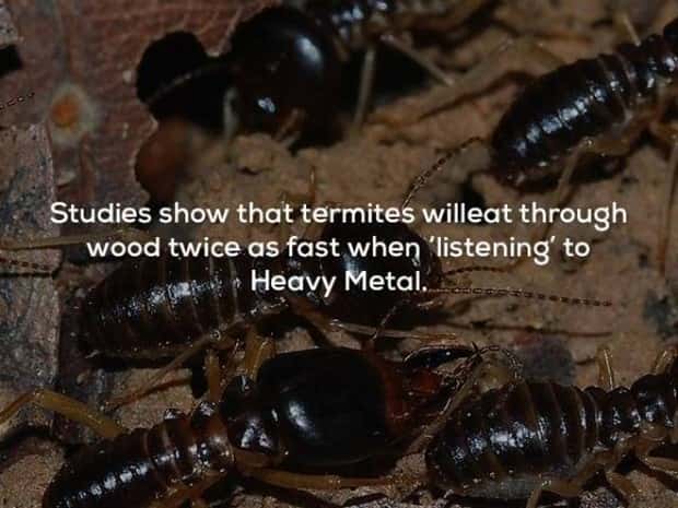 music facts (22)