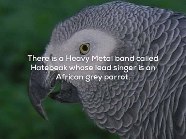 music facts (8)