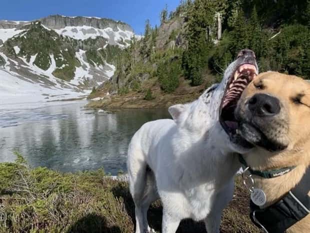 perfectly timed photos (14)