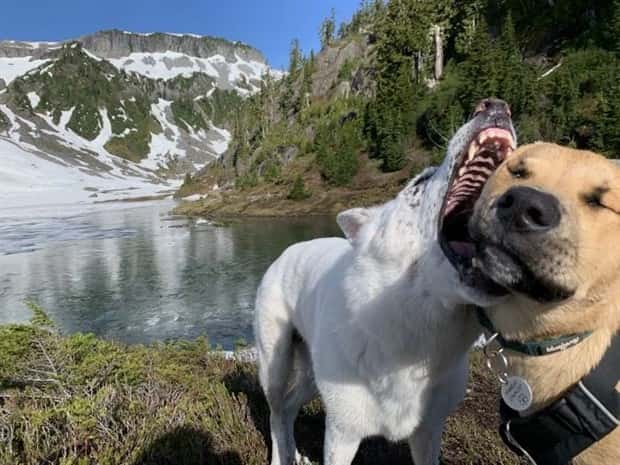 perfectly timed photos (20)