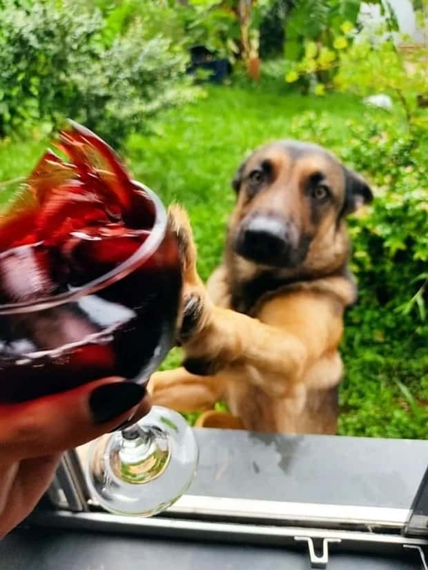 perfectly timed photos (5)