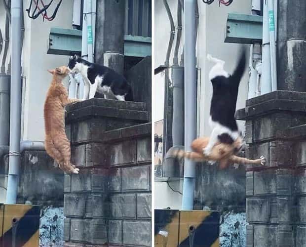 perfectly timed photos (6)