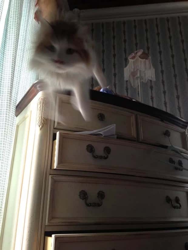 perfectly timed photos (7)
