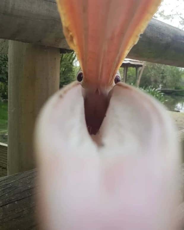 perfectly timed photos (8)