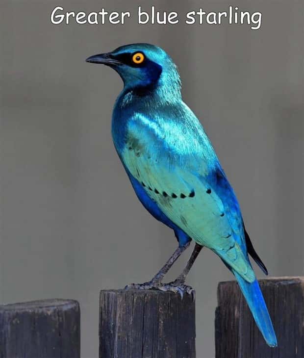 pictures with captions (4)