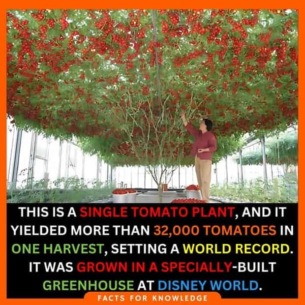 random cool facts (11)