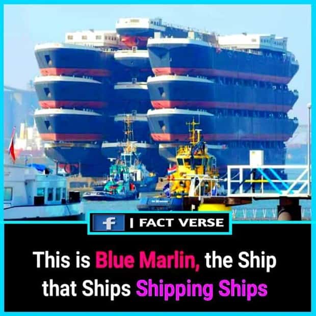 random cool facts (12)