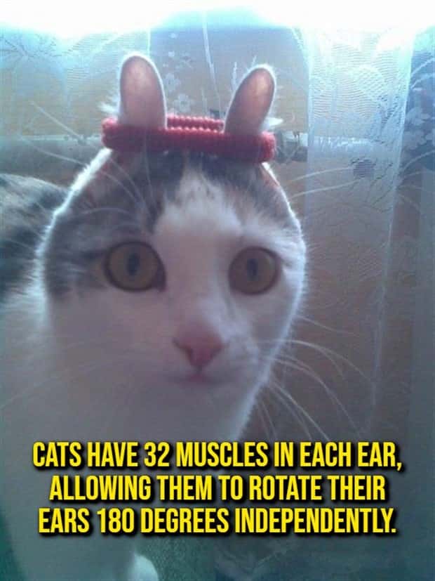 random cool facts (17)