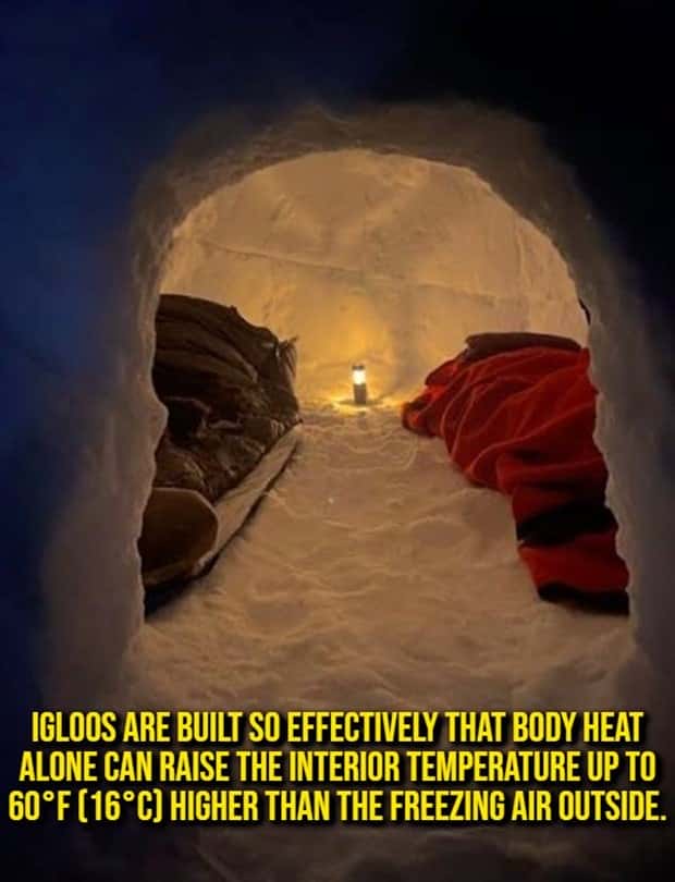 random cool facts (19)