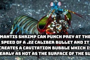 Cool and Interesting Facts #501 (18 photos)