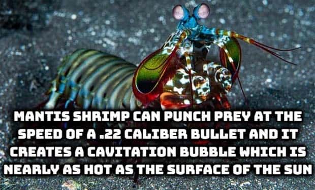 random fun facts (11)