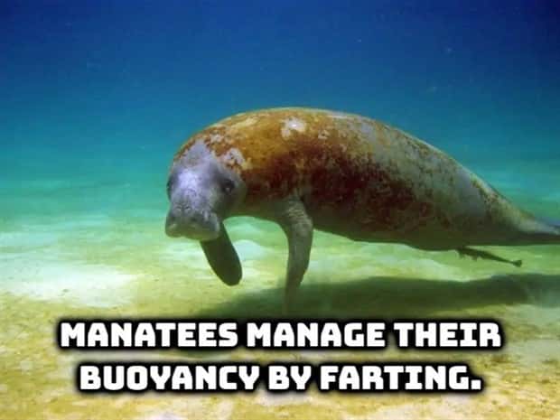 random fun facts (13)