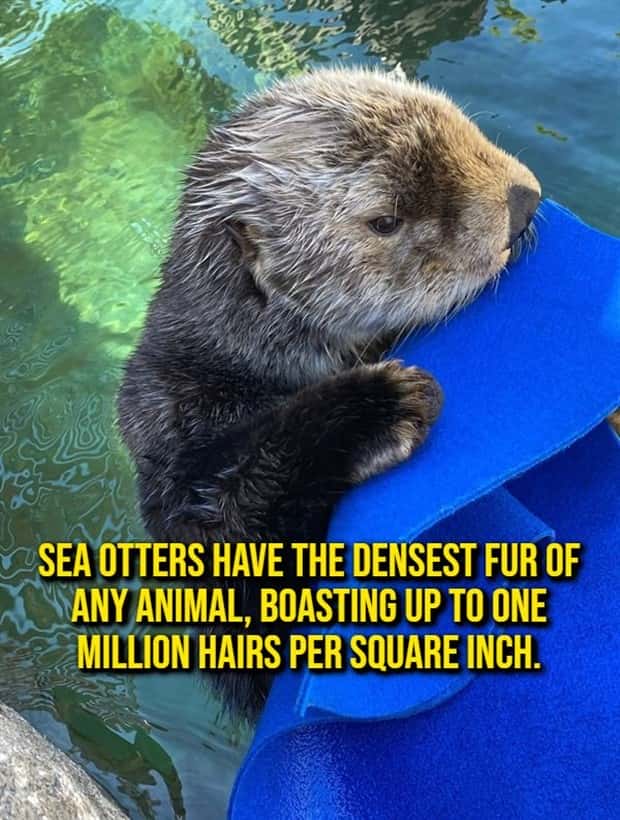 random fun facts (15)