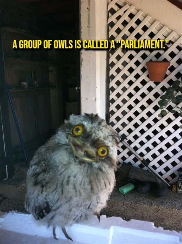 random fun facts (18)