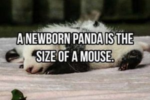 Cool and Interesting Facts #500 (19 photos)