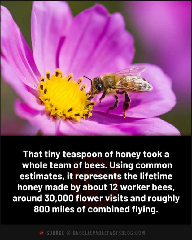 random fun facts (6)