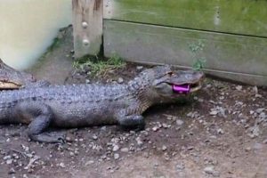Shit Happens Regularly, Get Used To It #400 (17 photos)