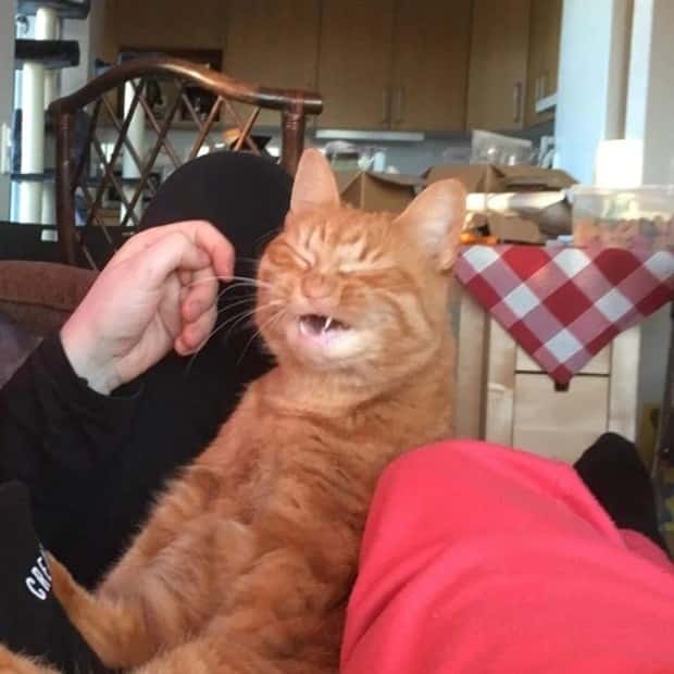 sneezing cats (1)