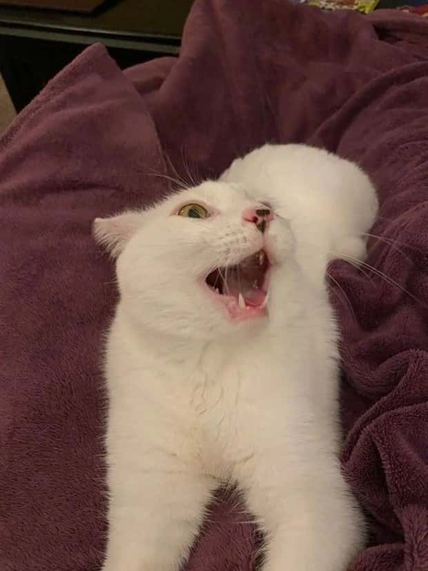 sneezing cats (10)
