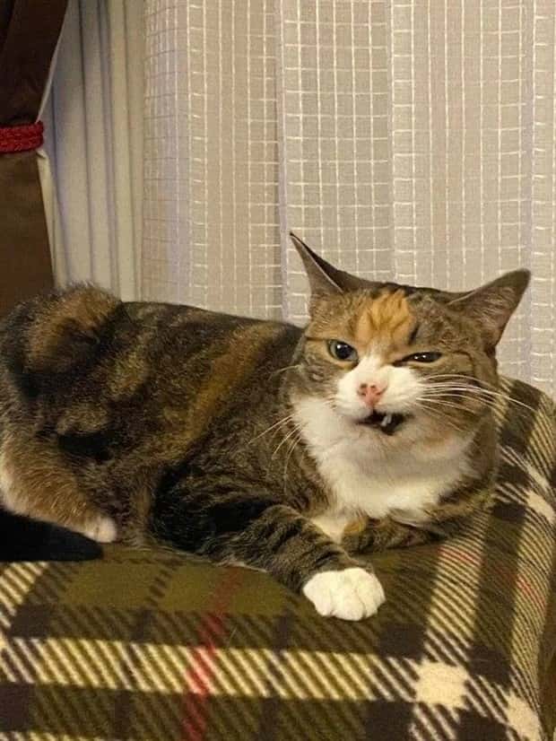sneezing cats (11)