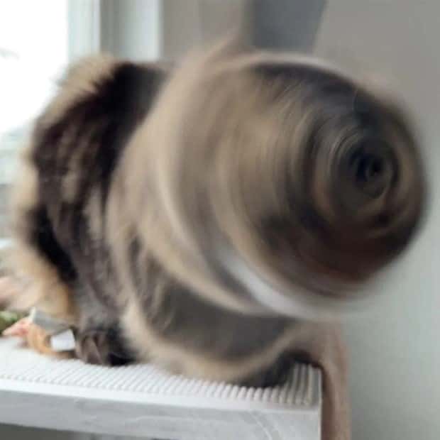 sneezing cats (12)