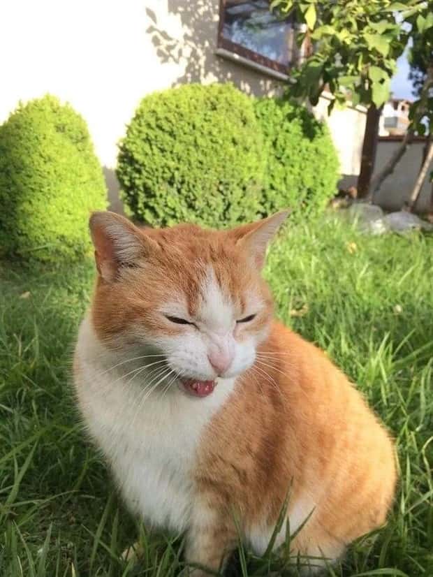 sneezing cats (13)