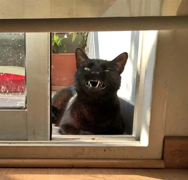 sneezing cats (14)
