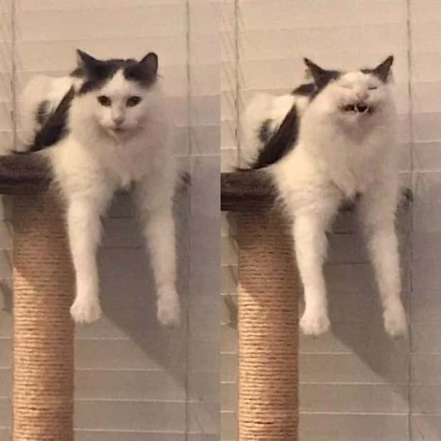 sneezing cats (15)