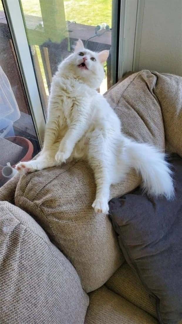 sneezing cats (16)
