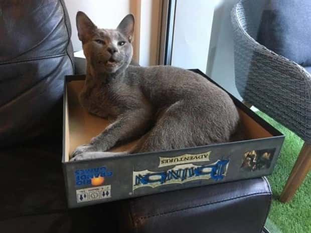 sneezing cats (17)