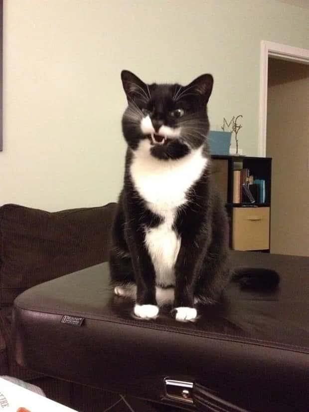 sneezing cats (18)