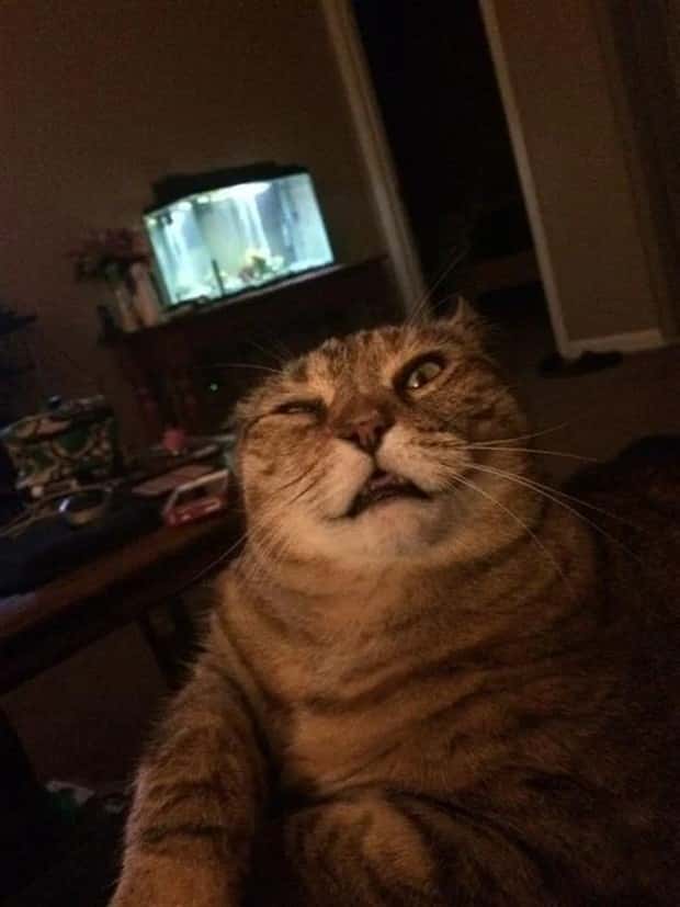 sneezing cats (19)