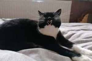 Funny Cats Making Hilarious Sneezing Faces (20 photos)