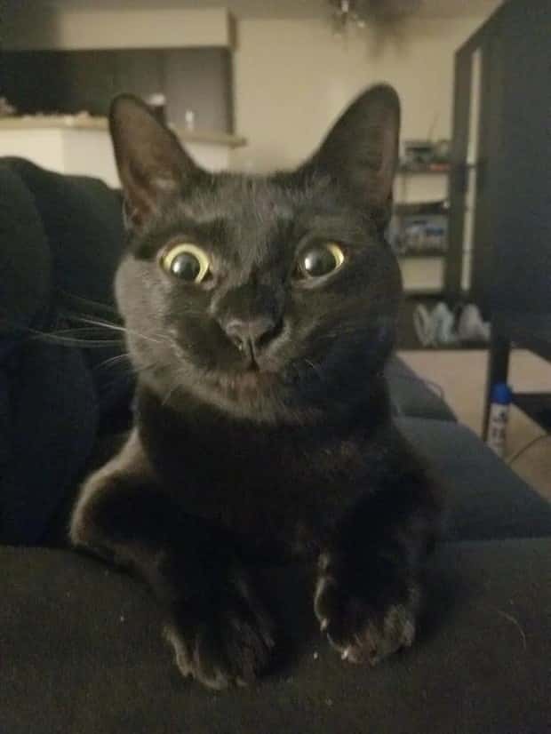 sneezing cats (20)