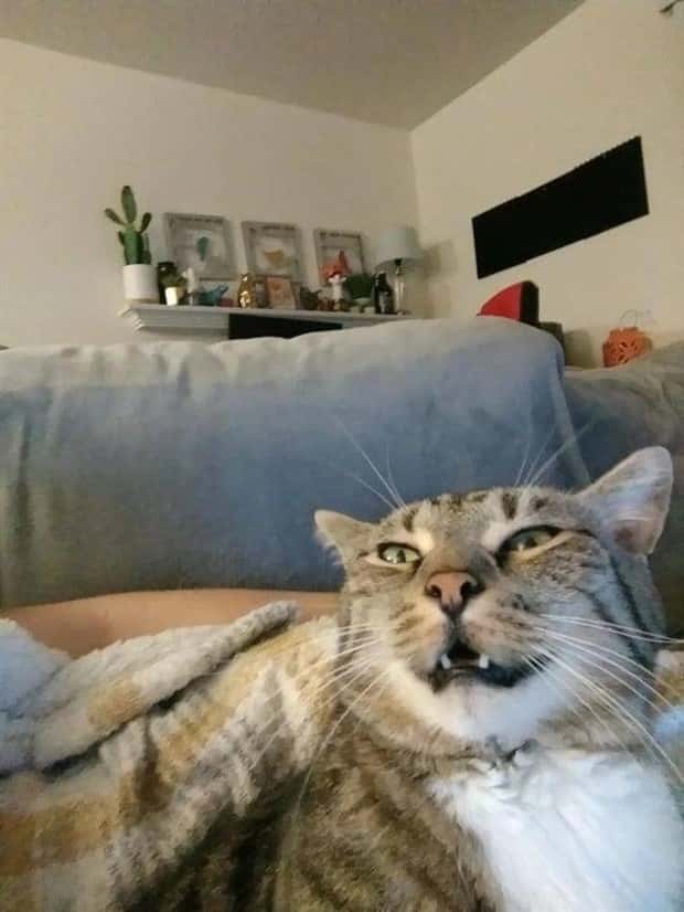 sneezing cats (3)