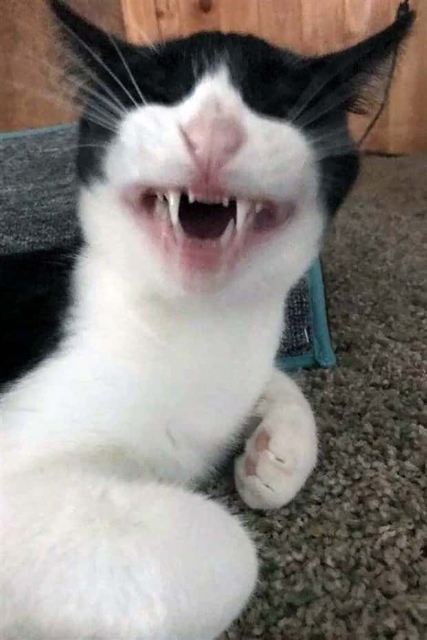 sneezing cats (4)