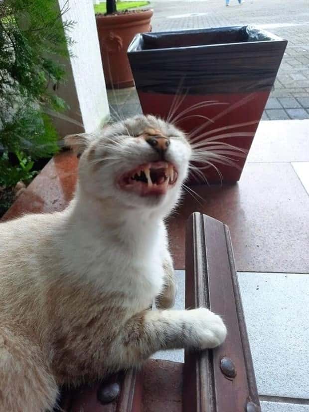 sneezing cats (5)