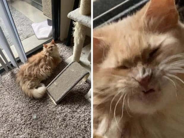 sneezing cats (6)