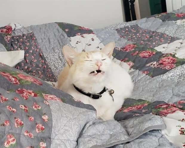 sneezing cats (7)