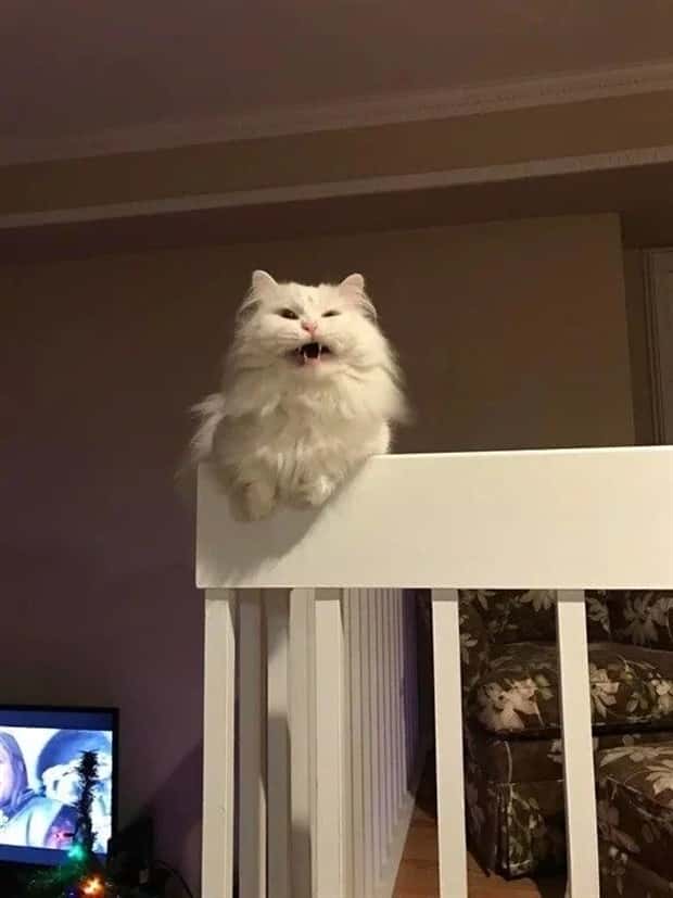 sneezing cats (8)