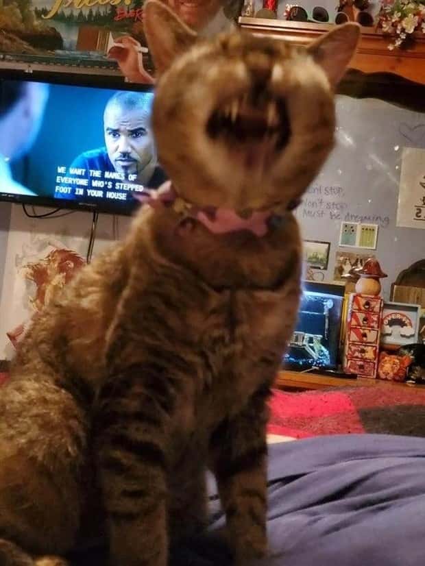 sneezing cats (9)